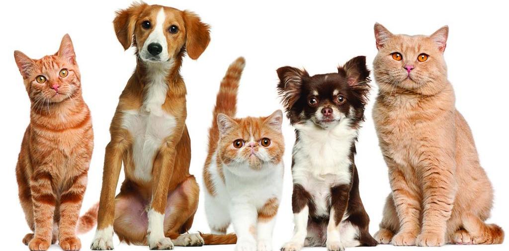 Доска объявлений о животных | ЗооТом - продажа, вязка и услуги для животных в Бавлах