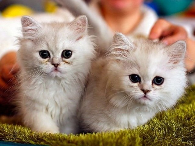 Породы кошек в Бавлах | ЗооТом портал о животных