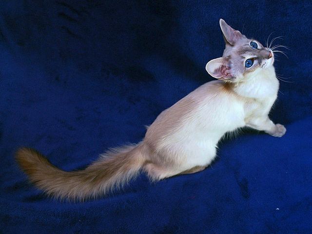 Выведенные породы кошек в Бавлах | ЗооТом портал о животных