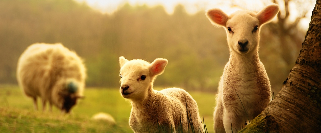 Объявления о сельскохозяйственных животных | ЗооТом - продажа, вязка и услуги для животных в Бавлах