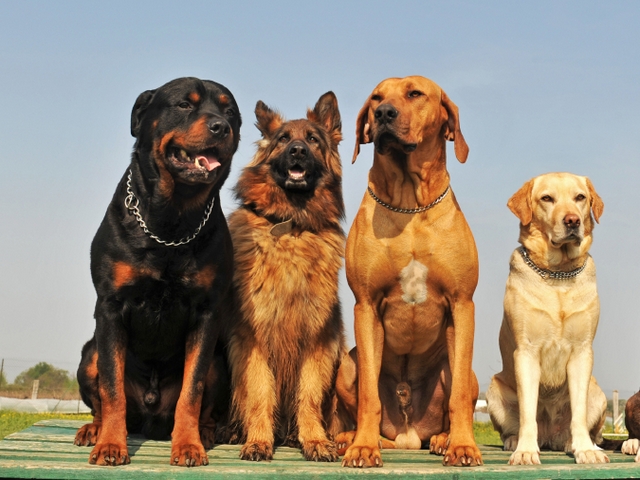Крупные породы собак в Бавлах | ЗооТом портал о животных