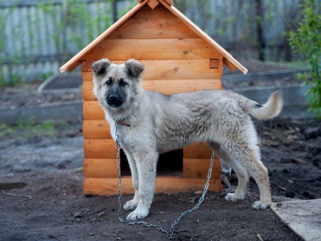 Все о собаках в Бавлах Все о собаках в Бавлах